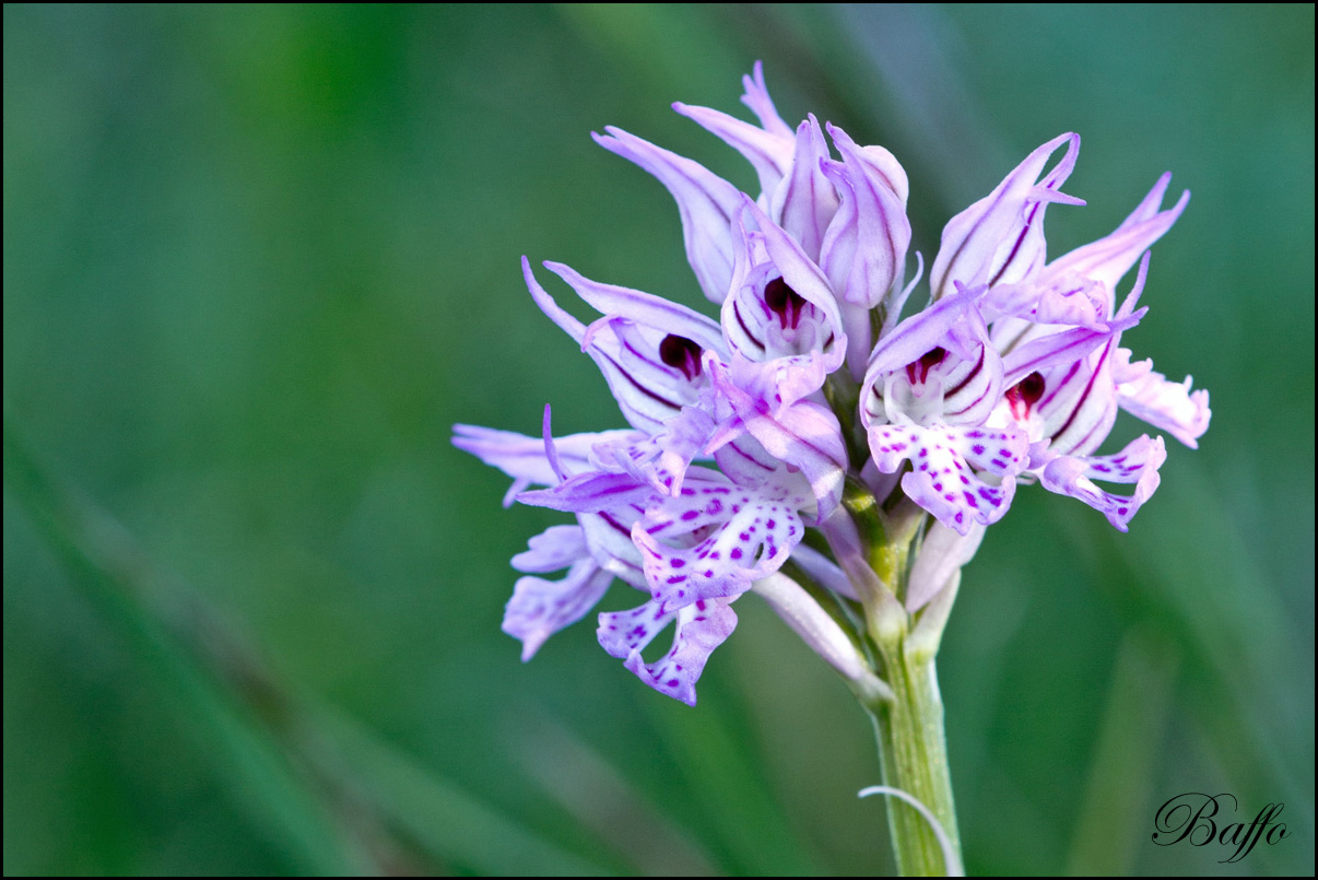 Neotinea tridentata